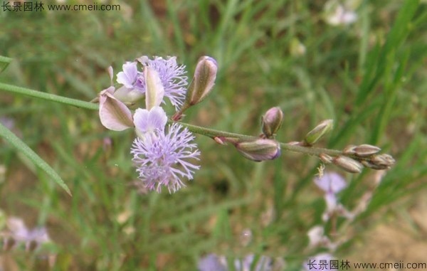 遠志種子發芽出苗開花圖片