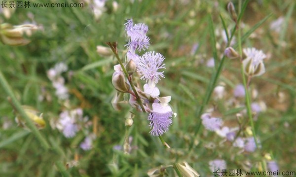 遠志種子發芽出苗開花圖片