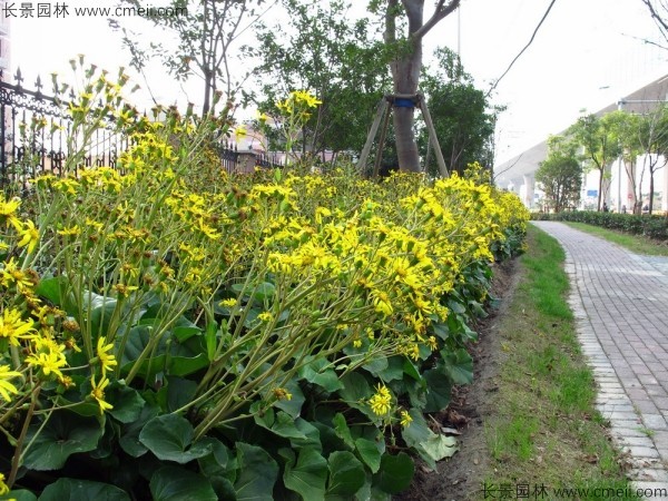 大吳風草種子發芽出苗開花圖片