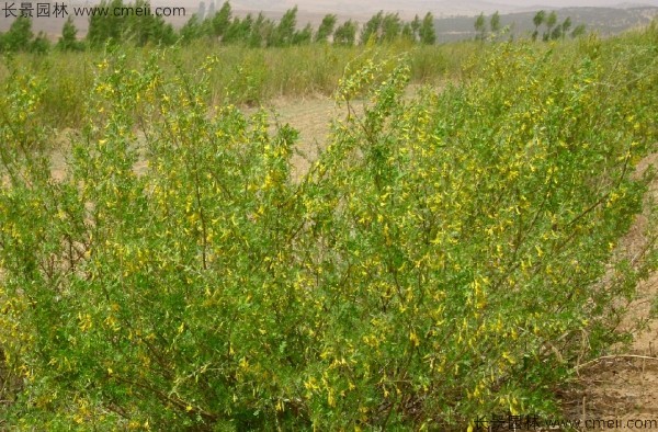 檸條種子發芽出苗開花圖片