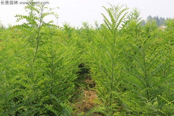 國槐種子發芽出苗圖片