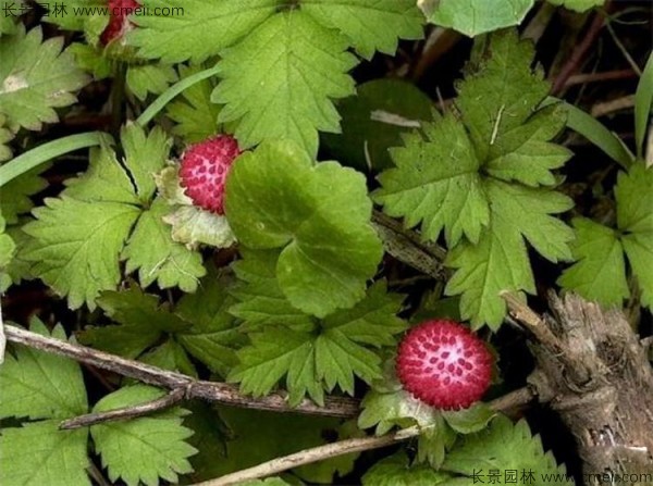 蛇莓種子發芽出苗結果圖片