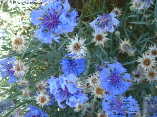 矢車菊種子發芽出苗開花圖片