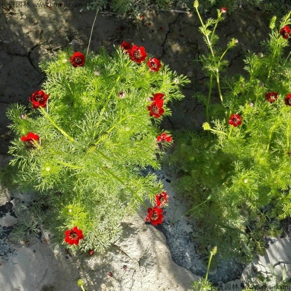 福壽花種子發(fā)芽出苗開(kāi)花圖片