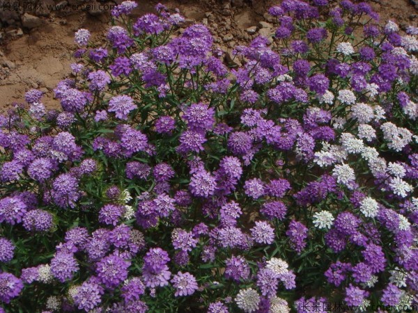 蜂室花種子發芽出苗開花圖片