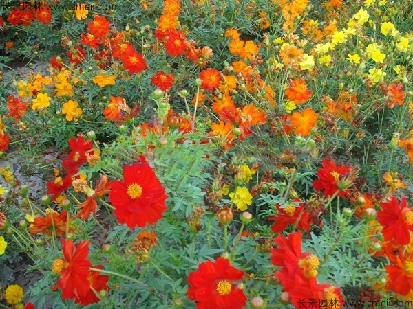 硫化菊種子發芽出苗開花圖片