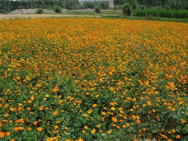 硫化菊種子發芽出苗開花圖片