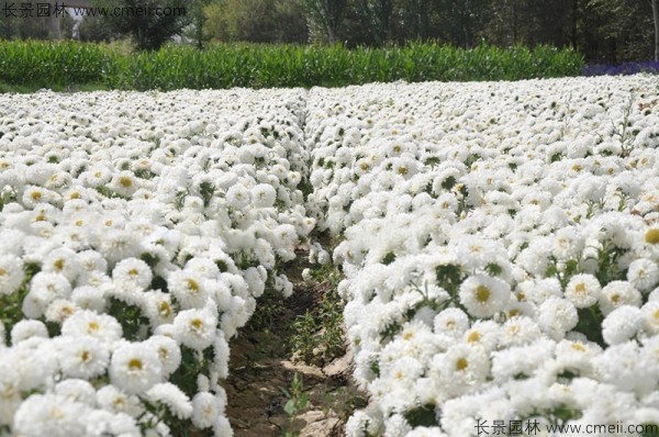 翠菊種子發芽出苗開花圖片