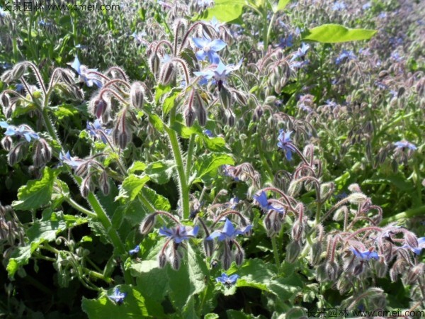 琉璃苣種子發芽出苗開花圖片