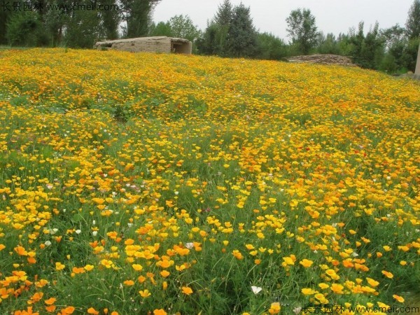 花菱草種子發芽出苗開花圖片