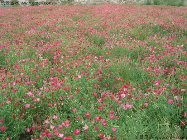 花菱草種子發芽出苗開花圖片