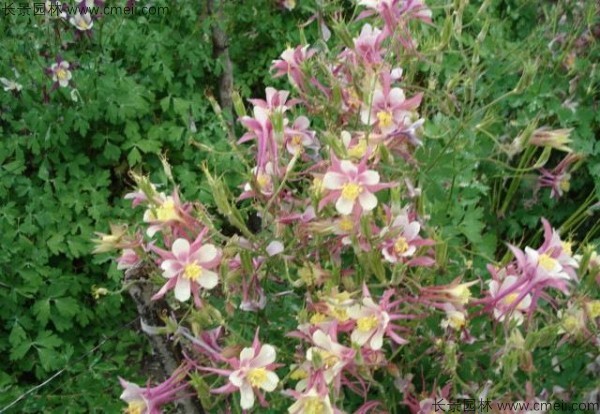 大花耬斗菜種子發芽出苗開花圖片