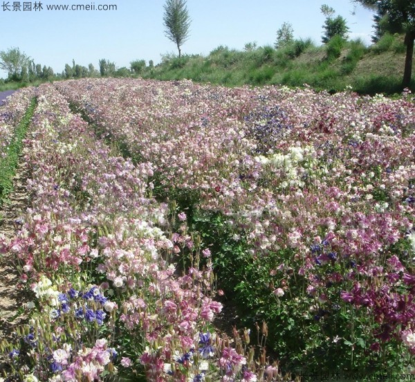 大花耬斗菜種子發芽出苗開花圖片