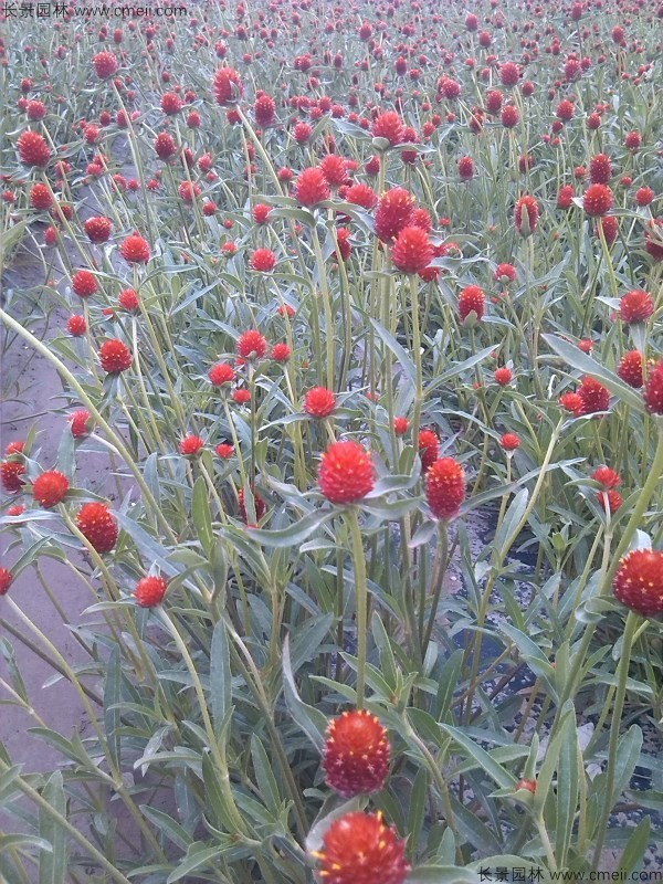 千日紅種子發芽出苗開花圖片