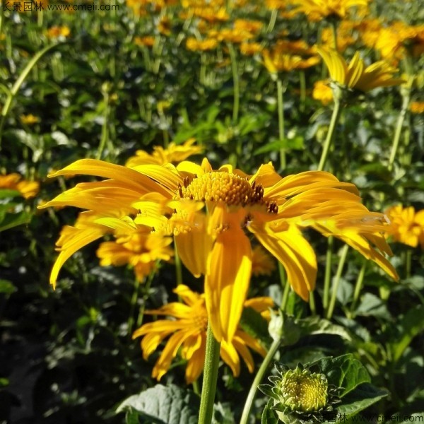 黃菊花種子發芽出苗圖片