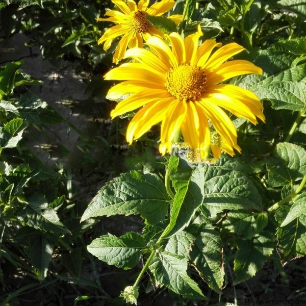 黃菊花種子發芽出苗圖片