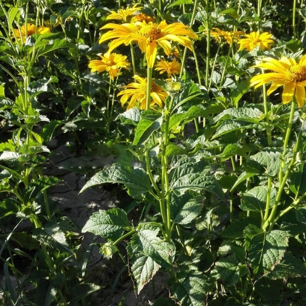 黃菊花種子發芽出苗圖片