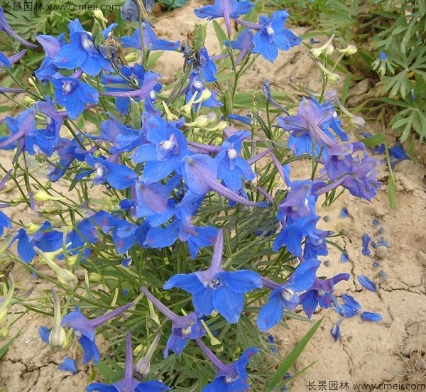 千鳥草種子發芽出苗開花圖片