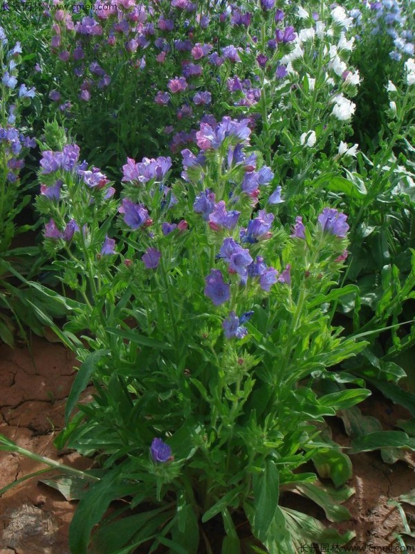 藍薊種子發芽出苗開花圖片