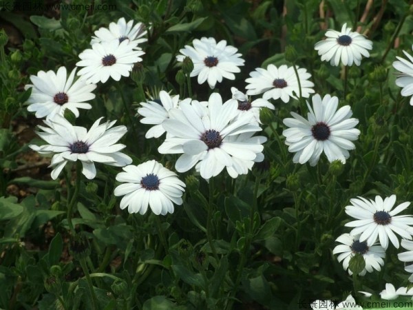 非洲萬壽菊種子發芽出苗開花圖片