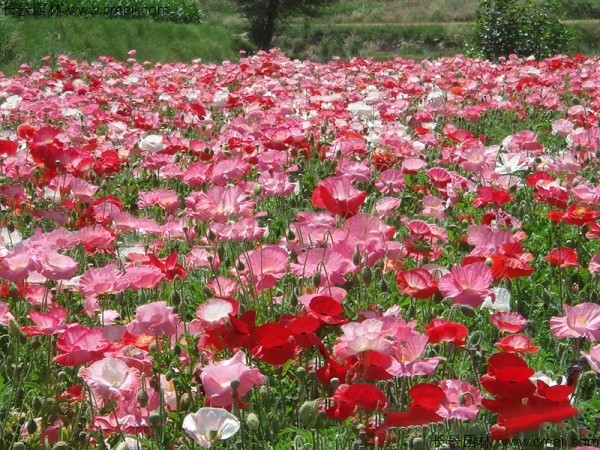 冰島虞美人種子發芽出苗開花圖片