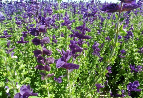 藍花鼠尾草種子發芽出苗開花圖片