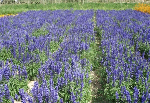 藍花鼠尾草種子發芽出苗開花圖片