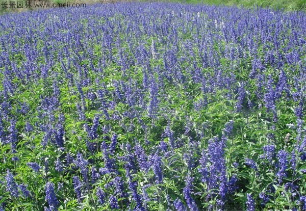 藍花鼠尾草種子發芽出苗開花圖片