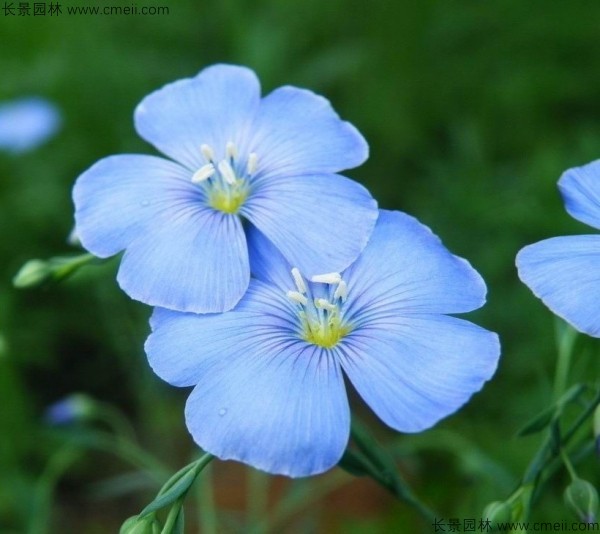 黃金亞麻種子發芽出苗開花圖片