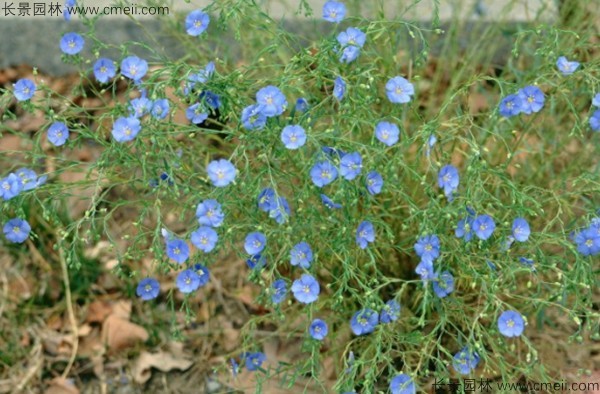 黃金亞麻種子發芽出苗開花圖片