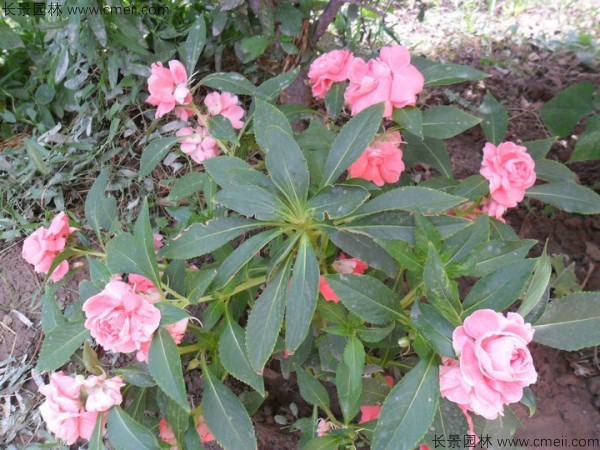 長春花種子發芽出苗開花圖片