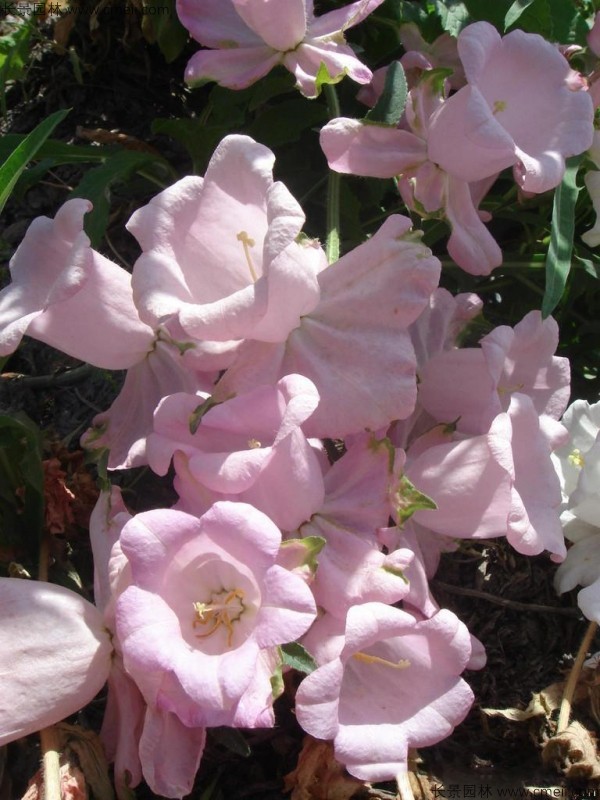 風鈴花種子發芽出苗開花圖片