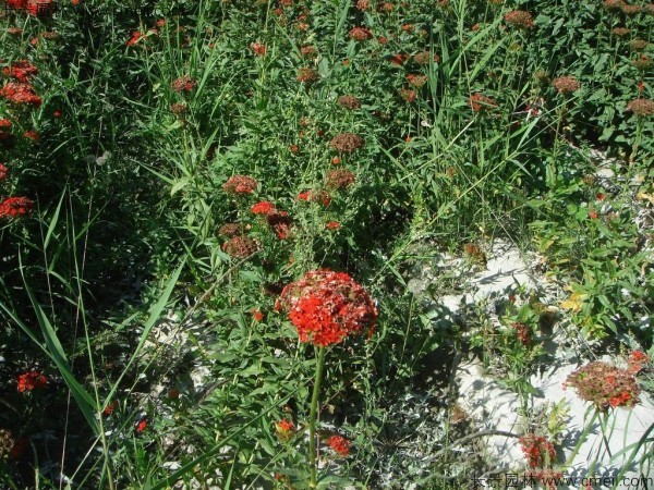 剪秋羅種子發(fā)芽出苗開花圖片