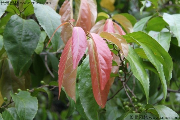 大風子種子發芽出苗圖片