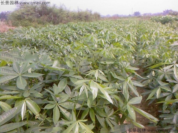 發財樹種子發芽出苗圖片