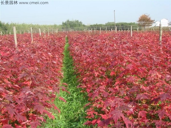 美國紅楓種子發芽出苗圖片