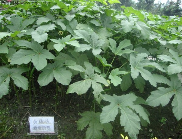 補腎菜種子發芽出苗圖片