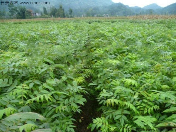 黃菠蘿種子發芽出苗圖片