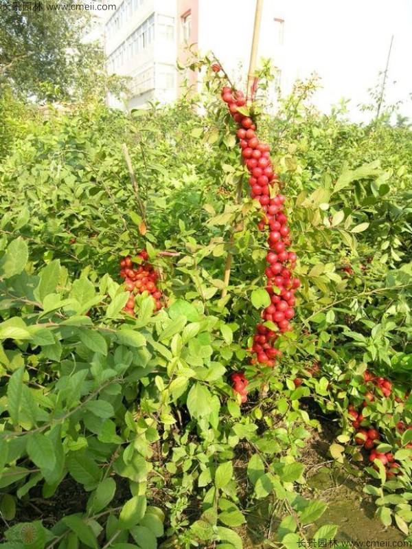 歐李種子發芽出苗開花結果圖片