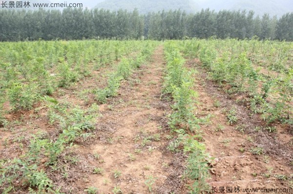 大葉樸樹種子發芽出苗圖片