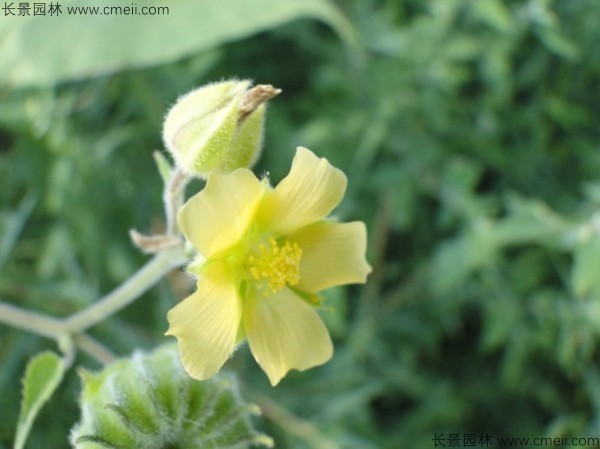 青麻種子發芽出苗開花圖片