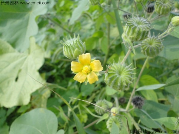 青麻種子發芽出苗開花圖片