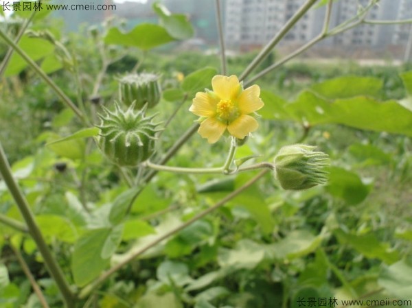 青麻種子發芽出苗開花圖片