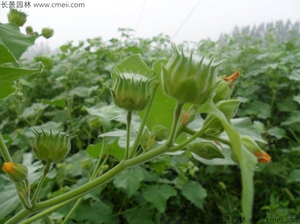 青麻種子發芽出苗開花圖片