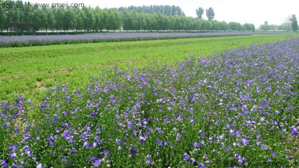 鈴鐺花種子發(fā)芽出苗開花圖片