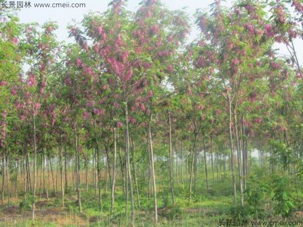 香花槐種子發(fā)芽出苗圖片