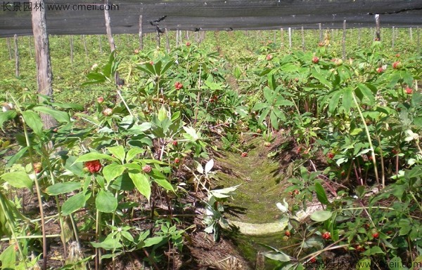 重樓種子發芽出苗圖片