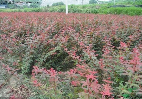 紅楓種子發芽出苗圖片