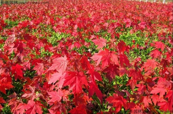 紅楓種子發芽出苗圖片