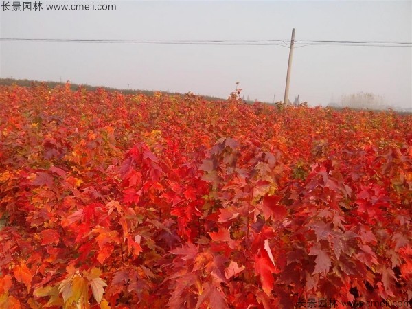 紅楓種子發芽出苗圖片